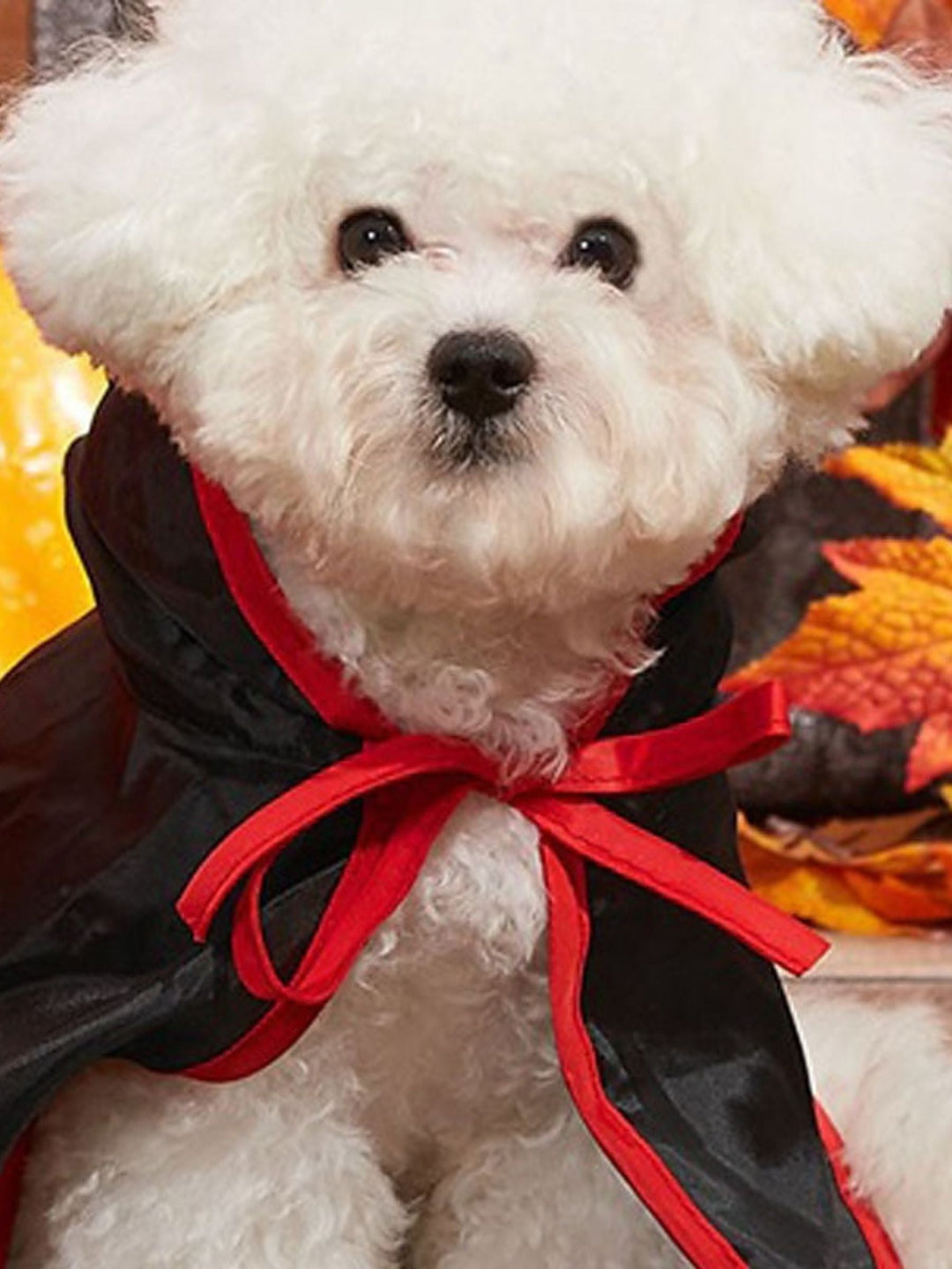 Mini-Manteau de Diable Noir pour Halloween, Décoration pour Animaux de Compagnie