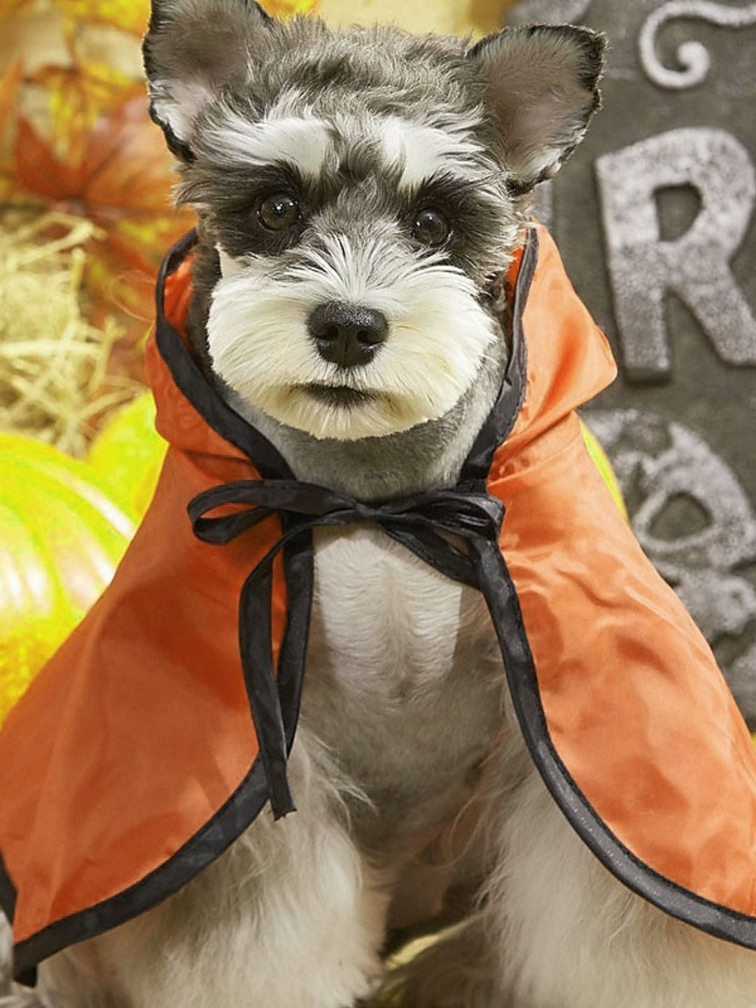 Mini-Manteau de Diable Noir pour Halloween, Décoration pour Animaux de Compagnie