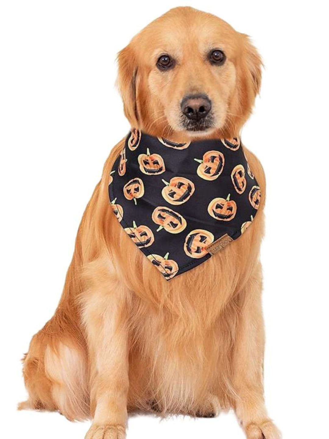 Bandana pour Animal de Compagnie, Mignon, Drôle et Doux, Décoration pour Costume D'Halloween